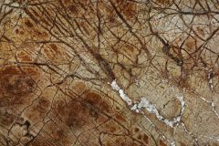 Rainforest-Brown-476x351-1
